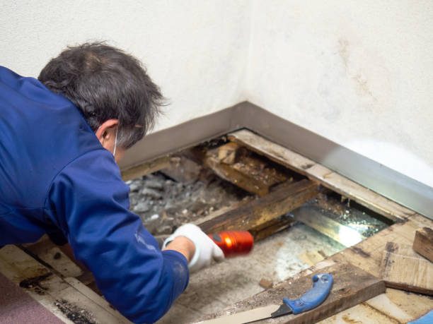 Best Mold Damage Repair  in , ND