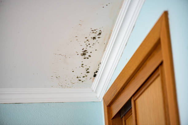 Best Crawl Space Mold Removal  in , ND
