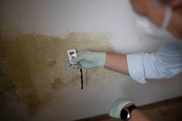 Best Attic Mold Removal  in , ND