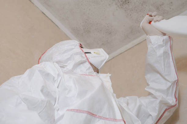 Best Black Mold Removal  in , ND