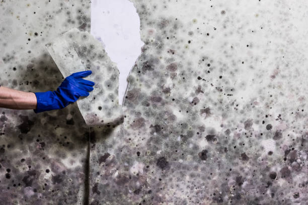 Best Mold Testing  in , ND