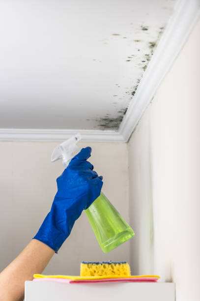 Best Local Mold Removal Service  in , ND